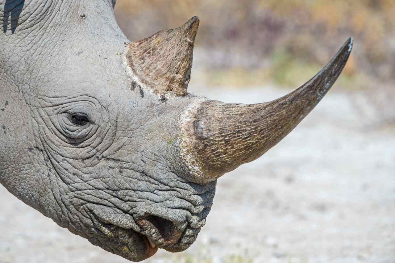 "วันแรดโลก (World Rhino Day)" 22 กันยายน วันสำคัญแห่งการอนุรักษ์แรด