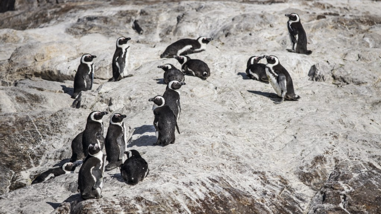 ตายปริศนา เพนกวิน 63 ตัวในแอฟริกาใต้นอนตายเกลื่อนบนชายหาด เชื่อถูกฝูงผึ้งต่อย