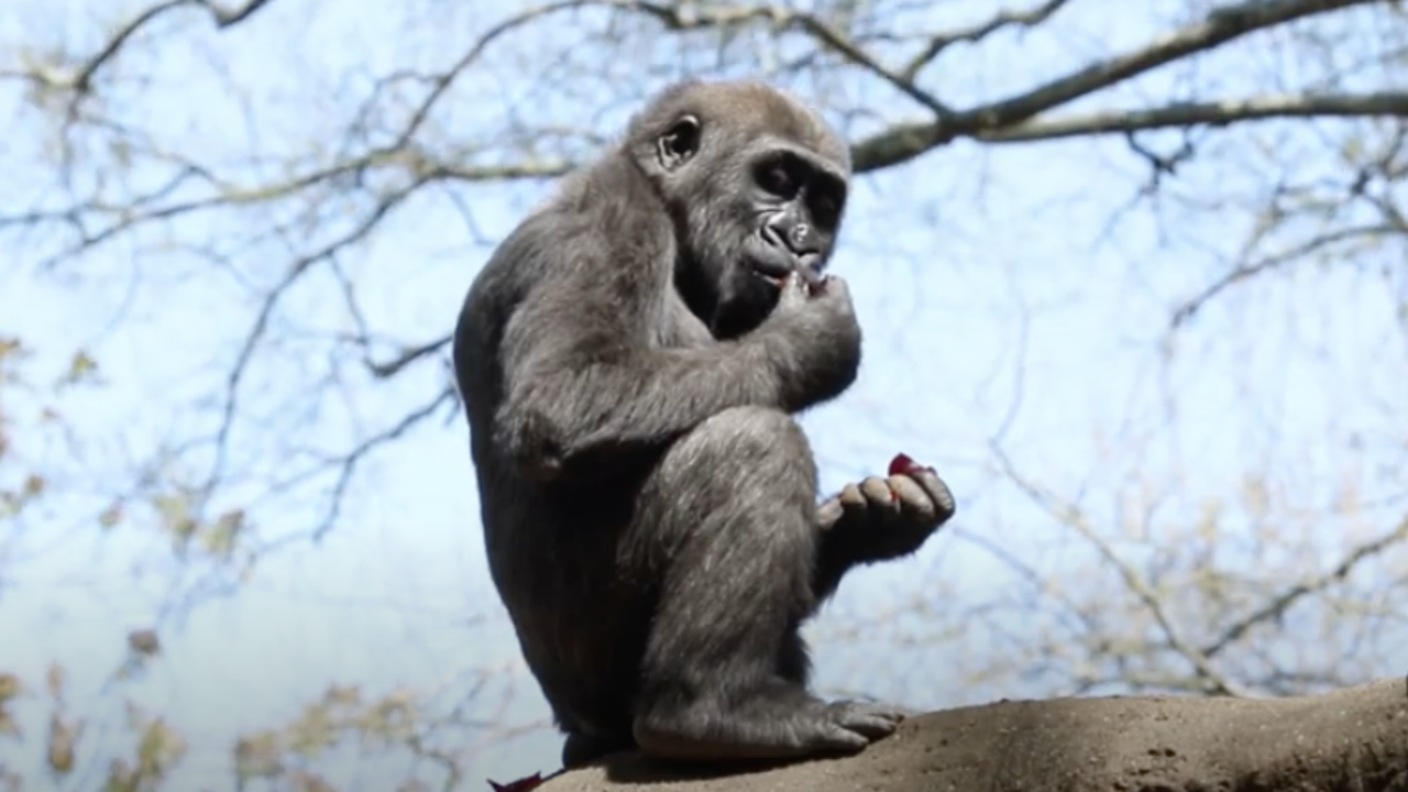 กอริลลาในสวนสัตว์สหรัฐฯ ติดโควิด 13 ตัว คาดติดโรคจากผู้ดูแล
