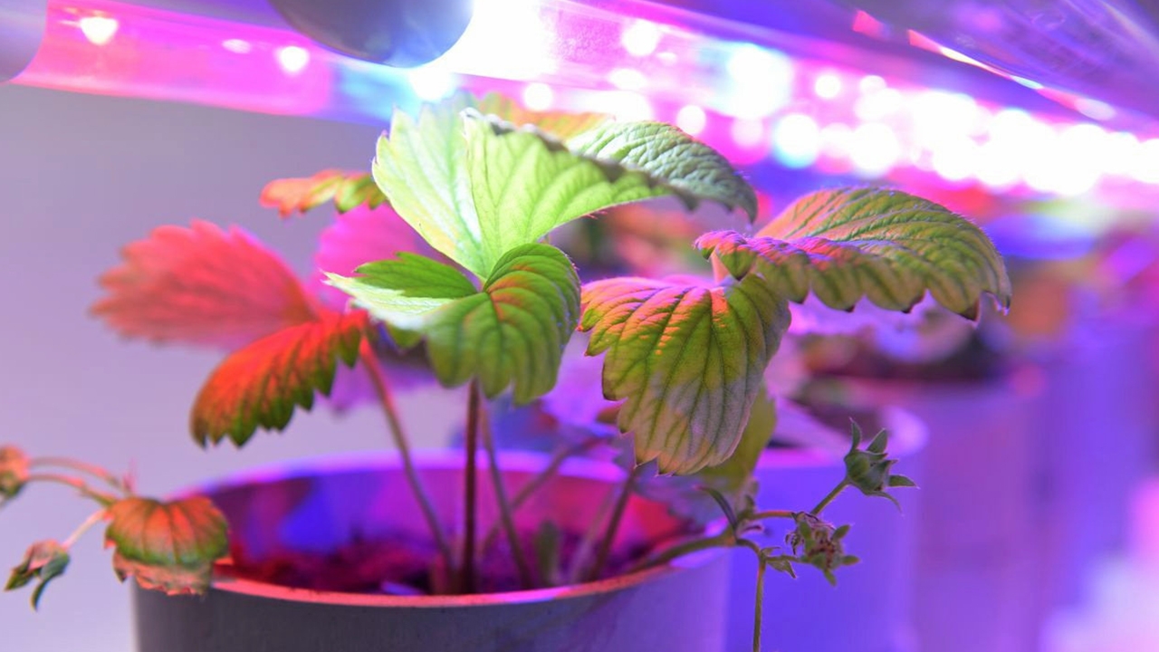 ระบบฟาร์มเกษตรในอาคาร ย่นเวลาปลูกเหลือแค่ครึ่ง