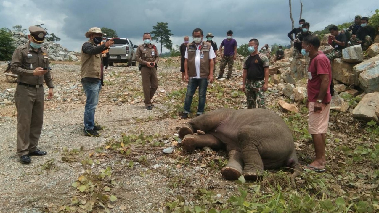 สลด ช้างน้อยด้อยประสบการณ์ ลงเล่นน้ำป่า โดนซัดติดท่อตายอนาถ