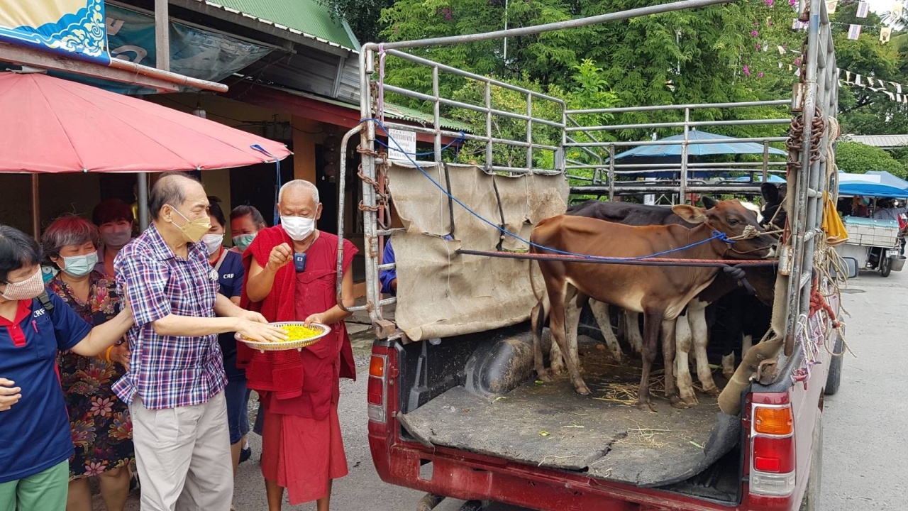 คนใจบุญไถ่ชีวิตโค 5 ตัว ถวายวัดดัง ไม่พลาด "เลขเด็ด" ลุ้นโชค 16/9/64