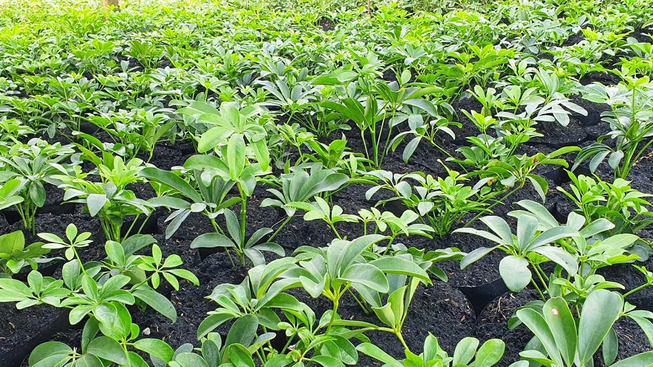 ต้นหนวดปลาหมึก ไม้ประดับดูดสารพิษ ที่ตลาดมีความต้องการสูง