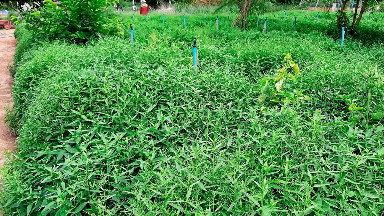 ฟ้าทะลายโจรพื้นเมืองป่าขาด สารทางยาสูงกว่าทั่วไป 6 เท่า