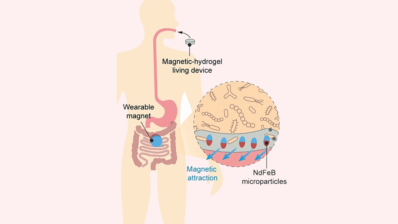 ทีมวิจัยพัฒนาวิธีตรวจสอบ ความลึกลับของลำไส้ของมนุษย์