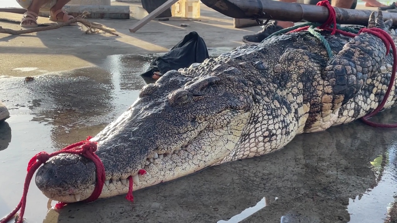 จับได้อีก 1 จระเข้แม่น้ำบางปะกง ชาวบ้านเชื่อยังมีอีกหลายตัว หลายขนาด (คลิป)