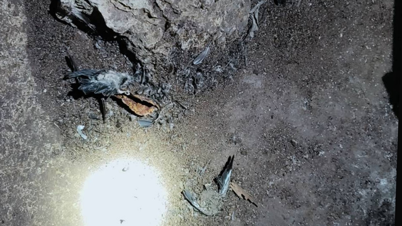 สลดใจ ซากนกวัยอ่อน ตายเกลื่อนถ้ำสัมปทาน จี้ผู้ว่าฯพัทลุง ขอโทษ