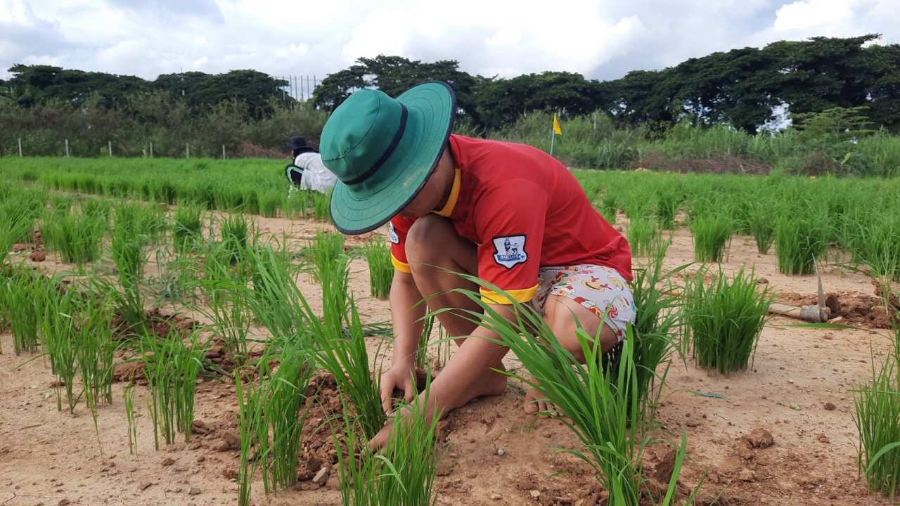 พระปลัดนัทธี ชวนเด็กวัดชาวกะหร่างทำนาไร่ ตั้งเป้าส่งให้พ่อแม่ที่บางกลอย (คลิป)