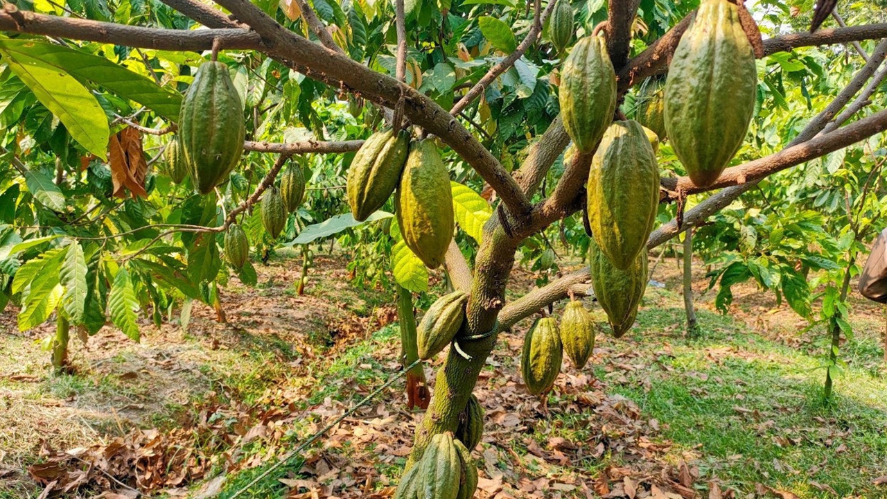 โกโก้..พืชทางเลือกใหม่