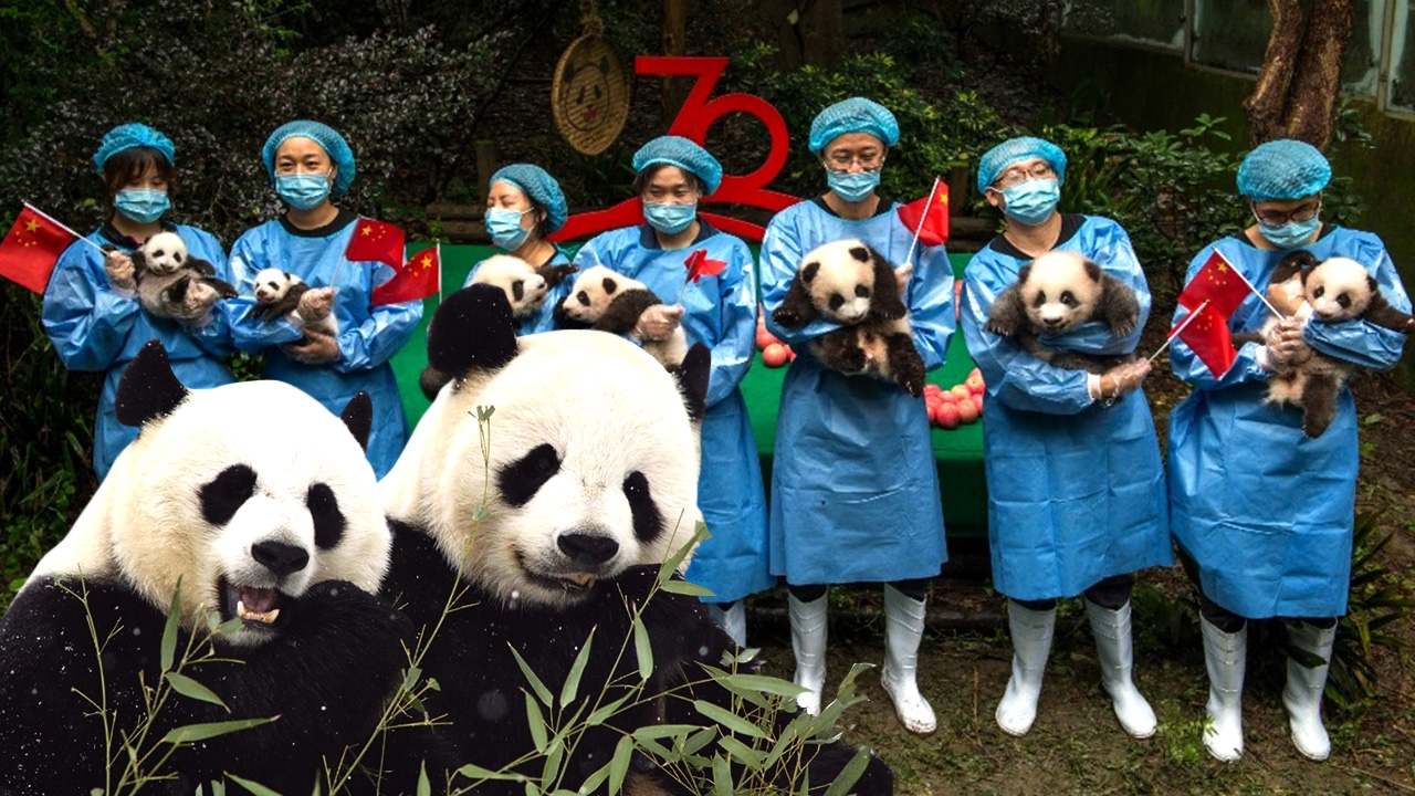จีนทำสำเร็จ แพนด้ายักษ์  ตัวแทนการทูตพ้นวิกฤติสูญพันธุ์ 