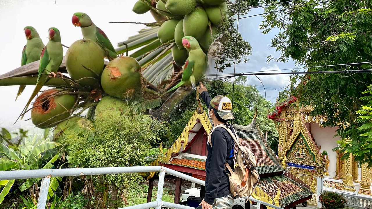 นกแก้วโม่ง หลังวัดสวนใหญ่ ที่ระลึกสุดท้าย สวนผลไม้เมืองนนท์ 