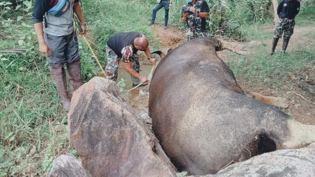 พบกระท งป าก ยบ ร ต ดเช อล มป สก น คาดแพร จากฟาร มปศ ส ตว