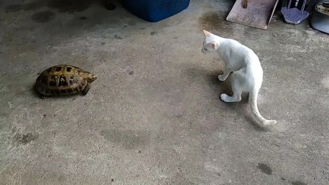 เต่าเผือกกระดองด่าง โผล่มาเล่นกับแมวขาวท้องแก่ เจ้าของบ้านเชื่อมาให้โชค