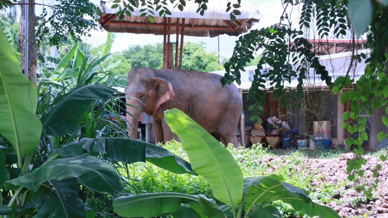 โควิดทำช้างสุรินทร์ตกงาน ไร้นักท่องเที่ยว อบต.ต้องหางานให้ควาญมีรายได้ (คลิป)