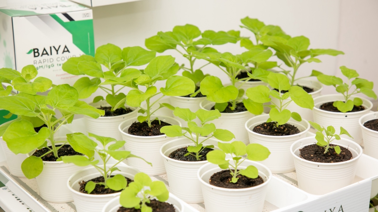 "วัคซีนใบยา" สัญชาติไทยแท้ป้องกันโควิด เตรียมรับอาสาสมัครทดสอบกลุ่มแรก ก.ย.นี้