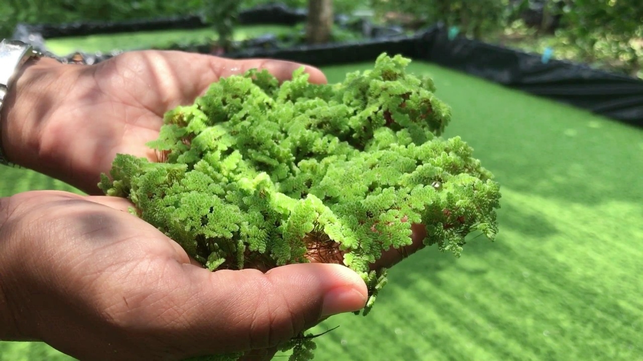 สาวเพาะเลี้ยง "แหนแดง" ลดต้นทุนอาหารไก่ กลายเป็นอาชีพเสริมรายได้ดีช่วงโควิด