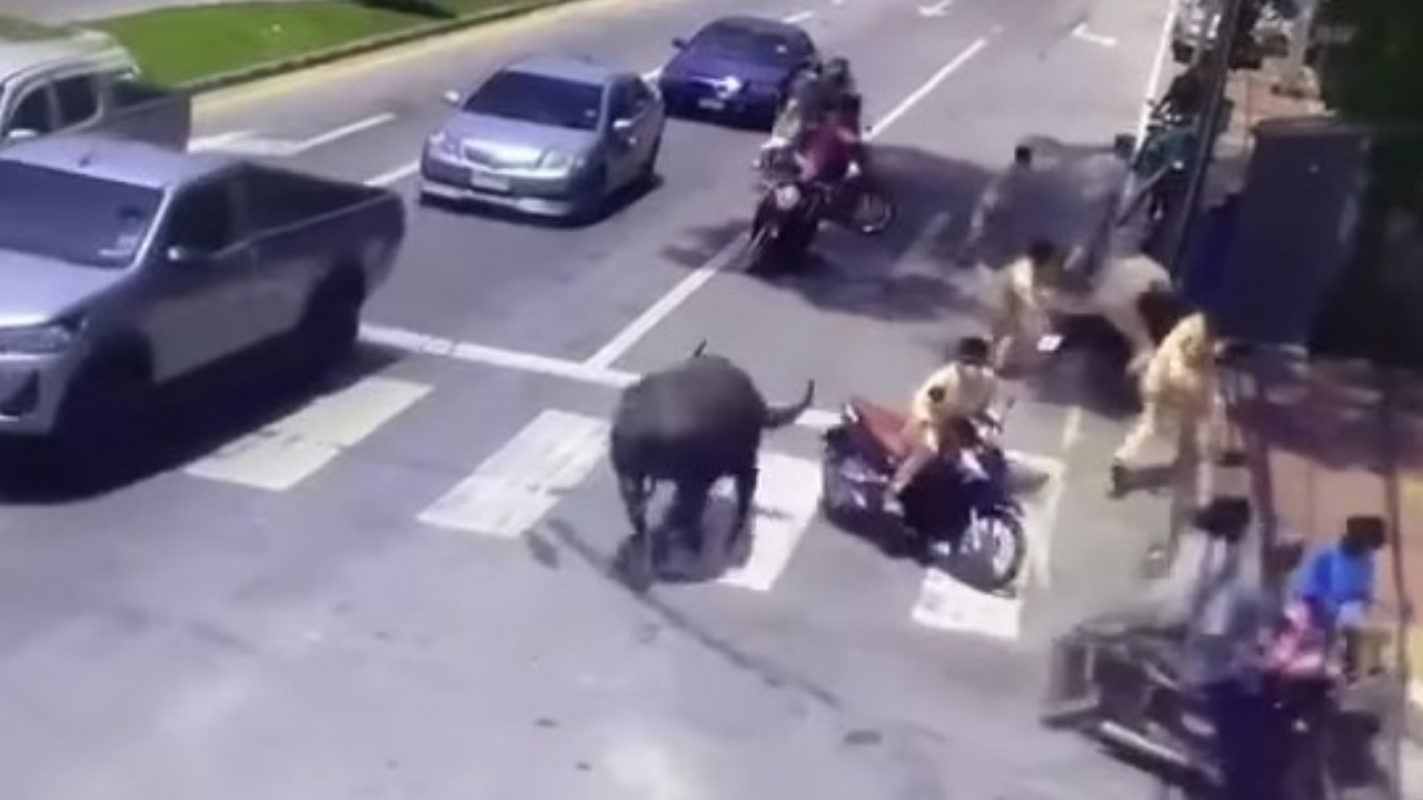 นาทีหนีตาย ควายหลุดถนน ไล่ขวิดรถกลางสี่แยกเมืองนราธิวาส (คลิป)