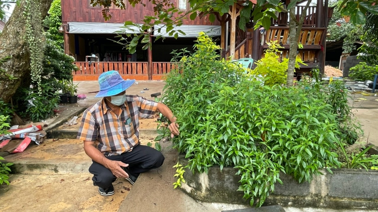 โควิดทำบูม "ฟ้าทะลายโจร" บ้านดงบังแหล่งวัตถุดิบสำคัญของ รพ.อภัยภูเบศร