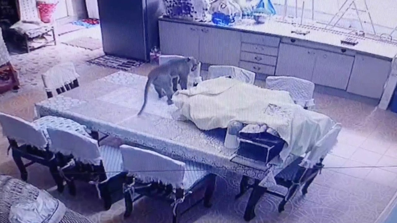 คุณป้าลพบุรีเครียด ลิงแสมค้นกระจุยขโมยไข่ต้ม แยกเขี้ยวขู่แถมอึให้ดูอีก (คลิป)