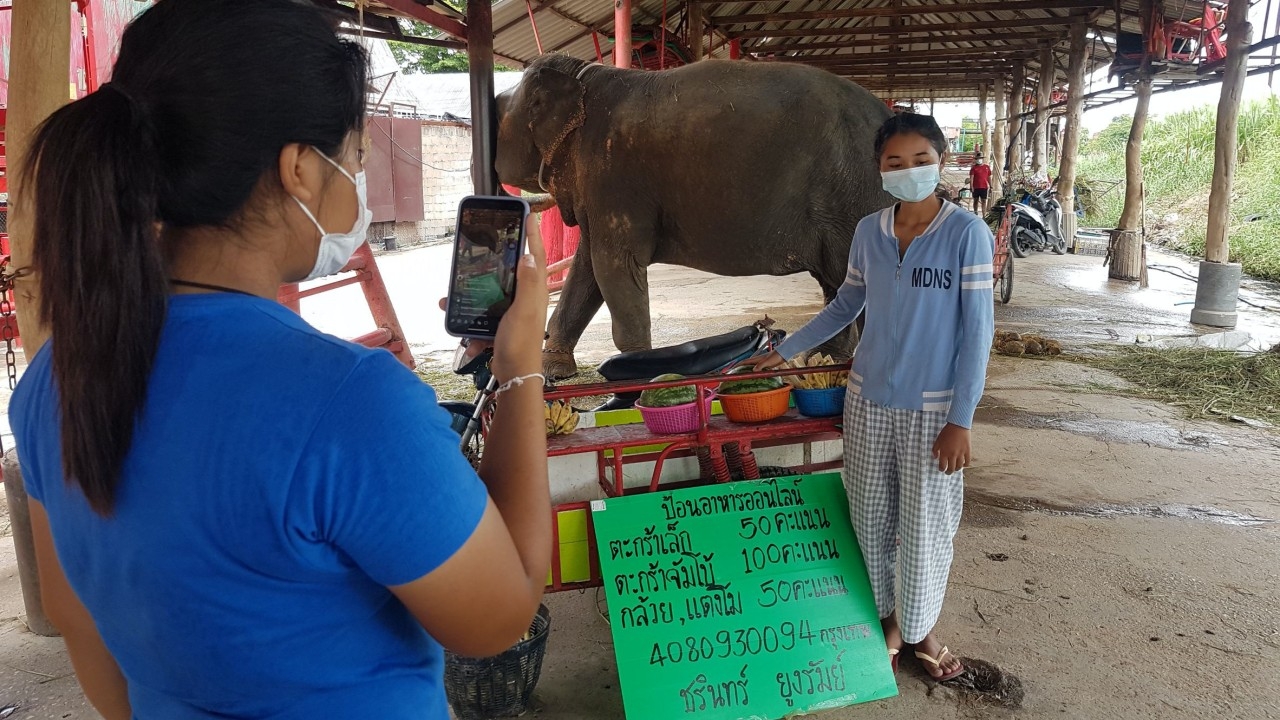 โควิดกระทบช้างอยุธยาตกงาน ดิ้นรนไลฟ์สดขายอาหาร หาเงินเลี้ยง 20 กว่าเชือก