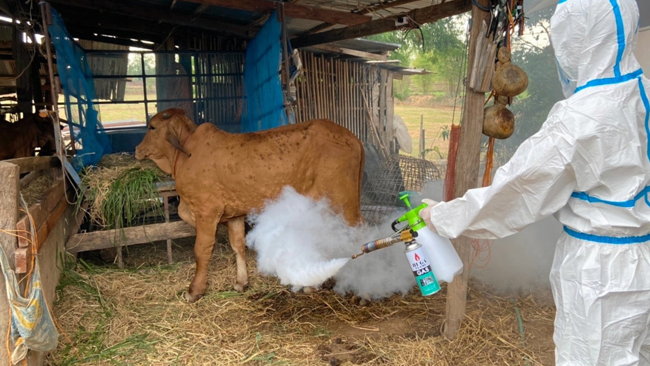 โรคลัมปี สกิน ระบาดหนักในวัว ลาม 41 จังหวัด วัคซีนลอตแรก ถึงไทย เร่งปูพรมฉีด