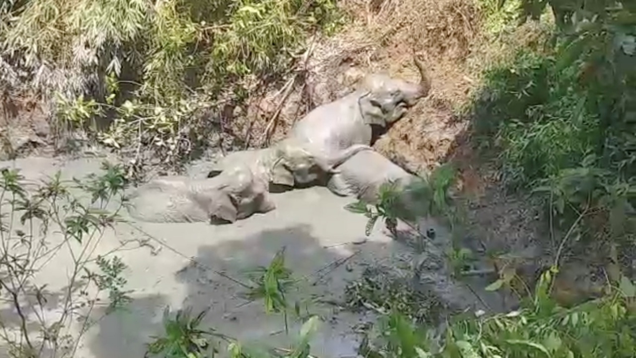 ชาวบ้านเมียนมาเฮ ช่วยโขลงช้างติดบ่อโคลนได้สำเร็จ (คลิป)