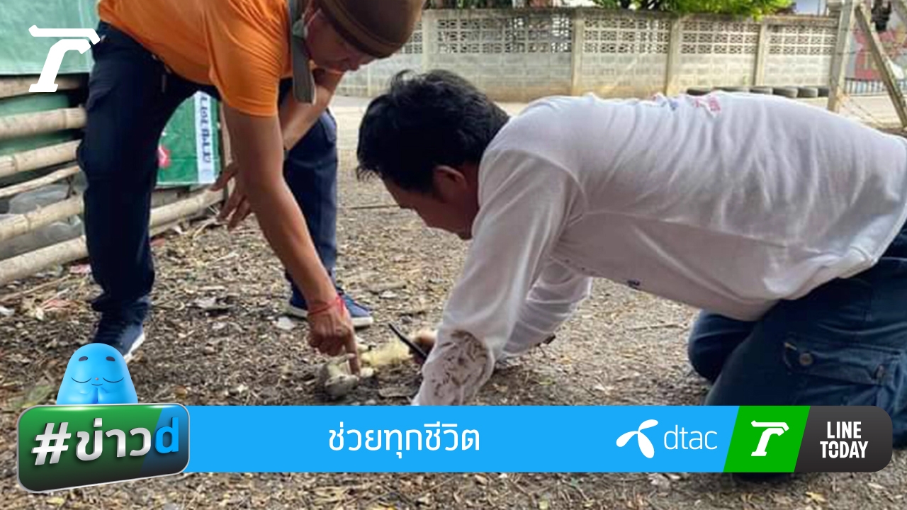 หนุ่มกู้ภัยสระบุรี ช่วยกระรอกถูกไฟช็อต ปั๊มหัวใจ ผายปอดจนรอด คนแห่ชื่นชม (คลิป)