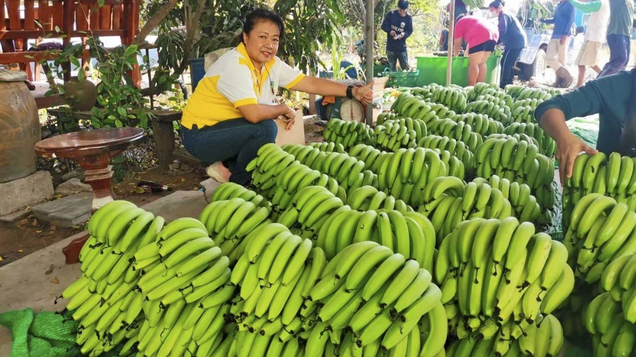 กล้วยหอมแปลงใหญ่เมืองย่าโม สร้างรายได้ปีละ 18 ล้าน