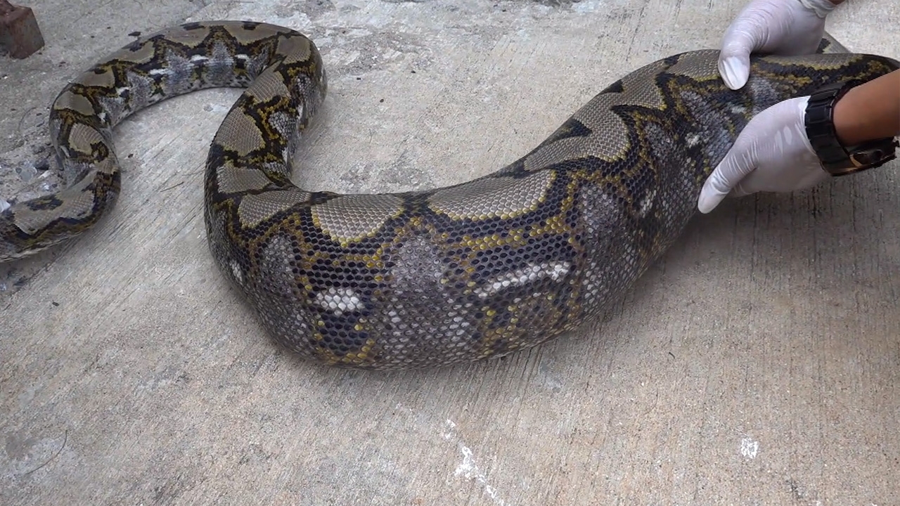 กู้ภัยมือใหม่หัดจับ "งูเหลือม" เจอบิ๊กเซอร์ไพรส์โดนอึงูพุ่งใส่ เหม็นตลบ