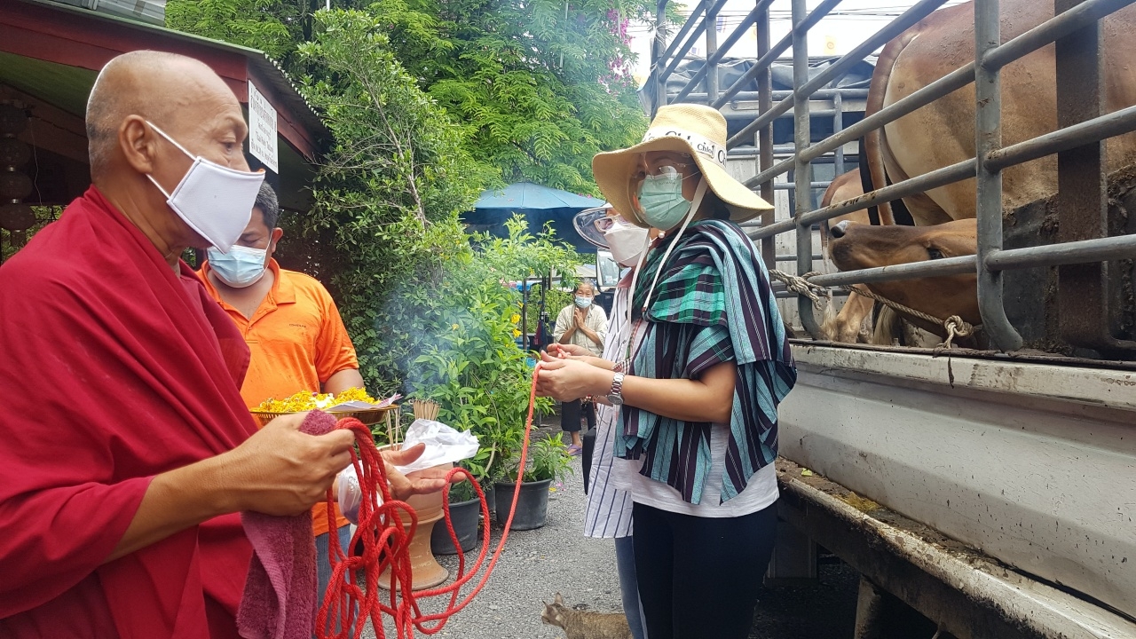 นักธุรกิจสาว ไถ่ชีวิตโคถวายวัดดัง ชาวบ้านไม่พลาด "เลขเด็ด" ทะเบียนรถ