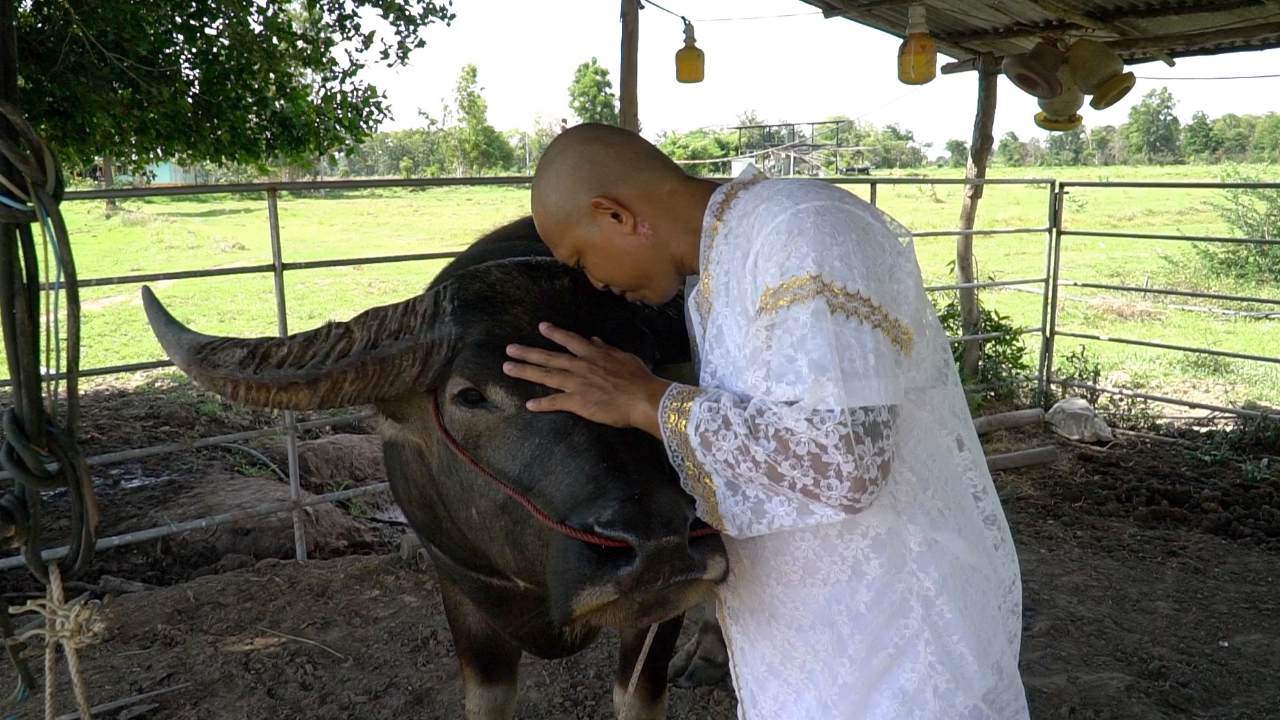 พี่คล้าว2018 กอดจูบสั่งลา "ควายยิ้มคู่ใจ" บวชแก้บนหลวงพ่อกวย 15 วัน