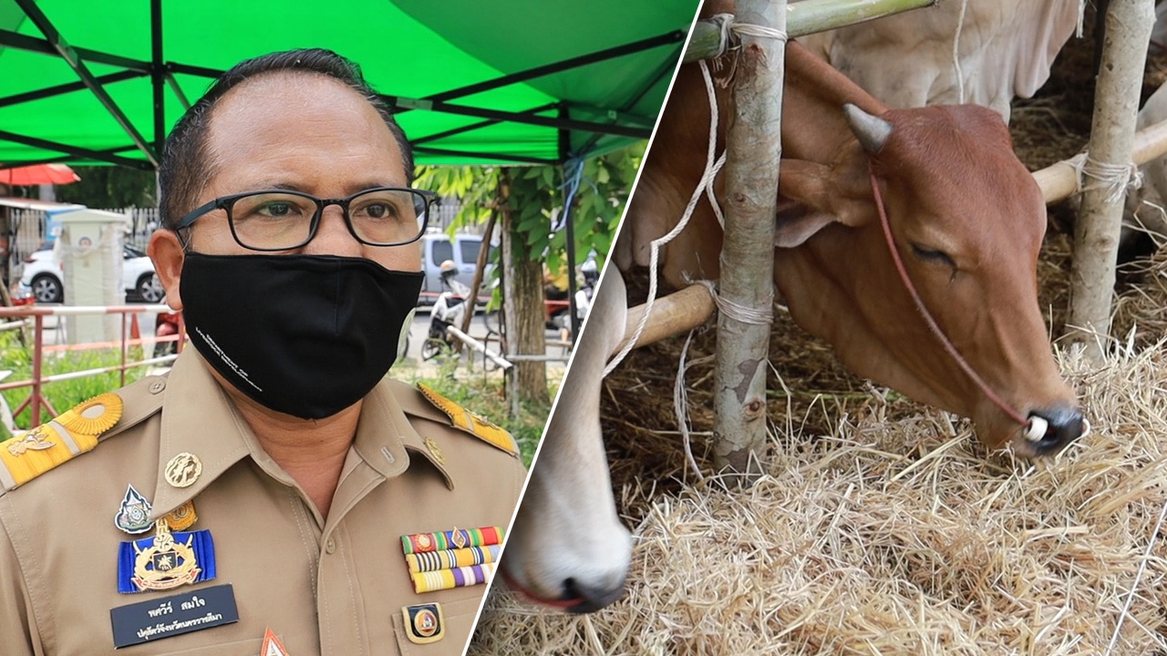 โคราชสั่งห้ามเคลื่อนย้ายสัตว์ หลังโรคลัมปี สกิน ระบาดใน 5 อำเภอ
