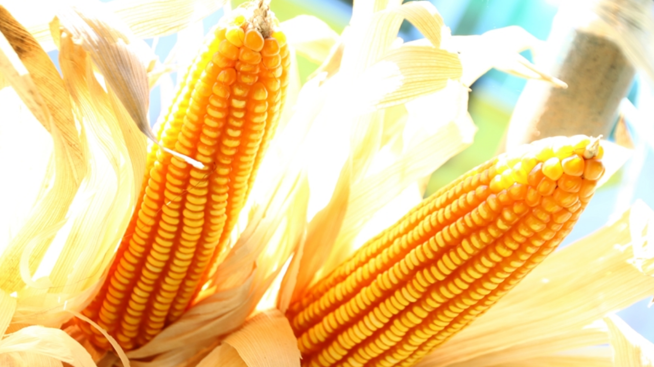 CPF สร้างเกษตรกรต้นแบบปลูกข้าวโพดเลี้ยงสัตว์ ปลอดการเผา ไม่รุกพื้นที่ป่า