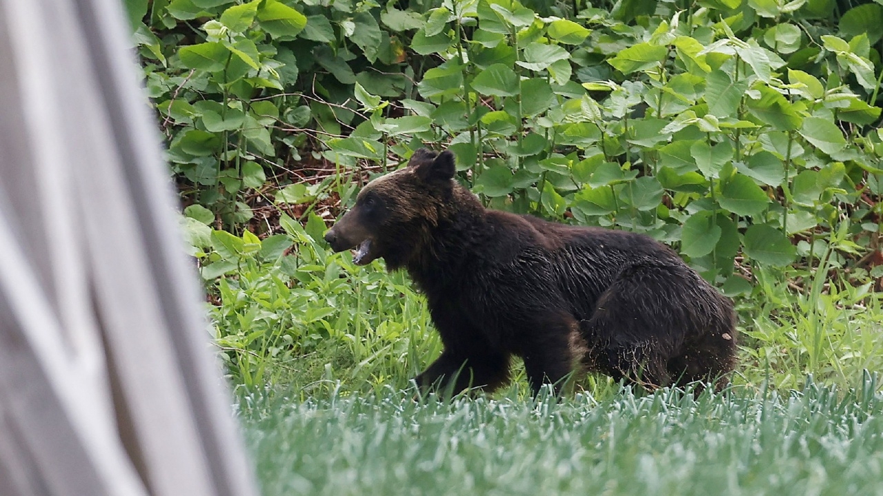 ระทึก หมีหลุดป่วนเมืองซัปโปโร ไล่ทำร้ายคนบาดเจ็บ