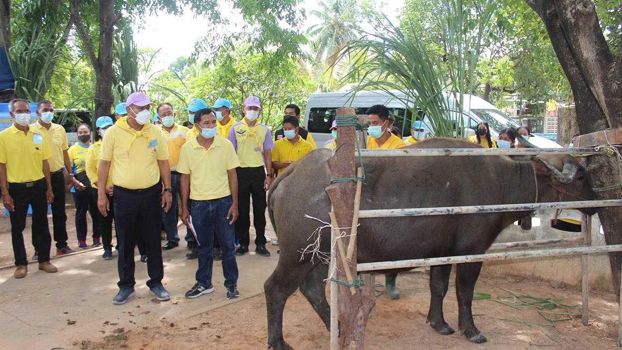 ผวจ.โคราช เตือนระวังเจอวัคซีนลัมปี สกิน ปลอม ตั้งค่าหัวจับแก๊งที่ขาย 1 หมื่น