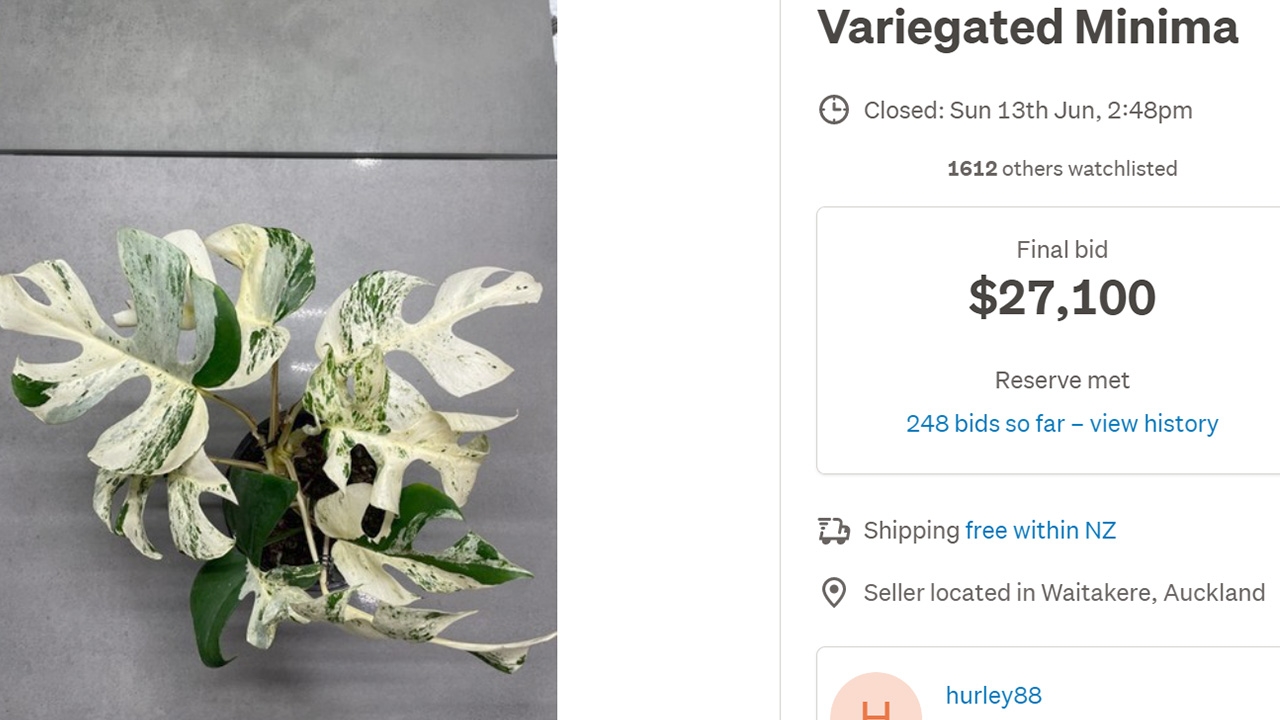 สงครามประมูลต้นไม้ในนิวซีแลนด์ ปิดการประมูลเป็นเงิน 6 แสนบาท