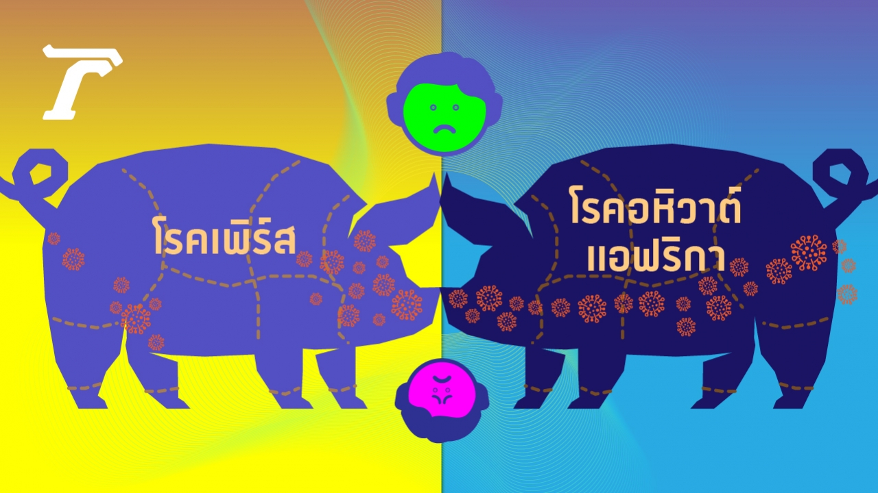 ความต่างระหว่าง โรคเพิร์ส กับ อหิวาต์แอฟริกาในหมู อย่ากังวล แพร่สู่คนไม่ได้