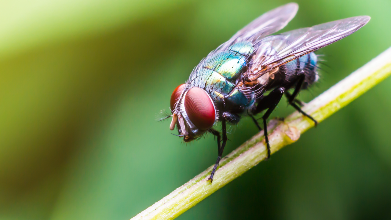 10 วิธีไล่แมลงวันออกจากห้องง่ายๆ แบบธรรมชาติ ไม่ง้อสารเคมี