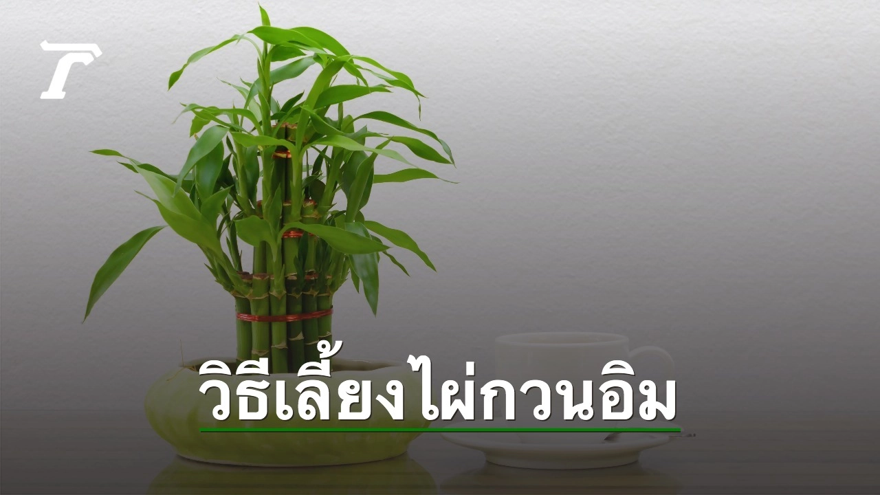 ไผ่กวนอิม ควรวางตรงไหน มีความหมายมงคลอย่างไร ไผ่กวนอิม ควรวางตรงไหน มีความหมายมงคลอย่างไร