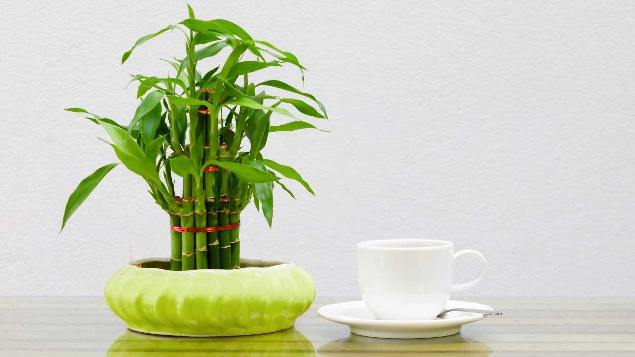 Nên đặt tượng Quan Âm Trúc ở đâu? Ý nghĩa cát tường của nó là gì?