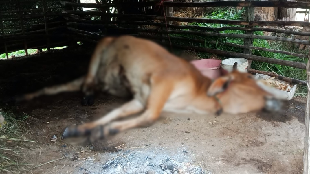 โรคลัมปี สกิน ยังลาม แม่วัวตายทั้งกลม ชาวบ้านหันพึ่งสมุนไพร กกกะเม็ง