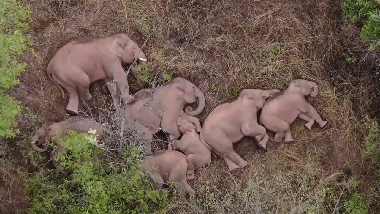 โขลงช้างป่าในจีนเหน็ดเหนื่อย พากันหยุดพักนอนหลับกลางป่า (คลิป)