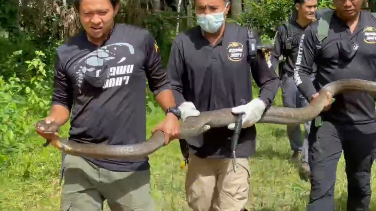 ล่าระทึก จงอางเพชฌฆาตกัดคนตาย ต้อนออกที่โล่งจับตัวได้สำเร็จ (คลิป)