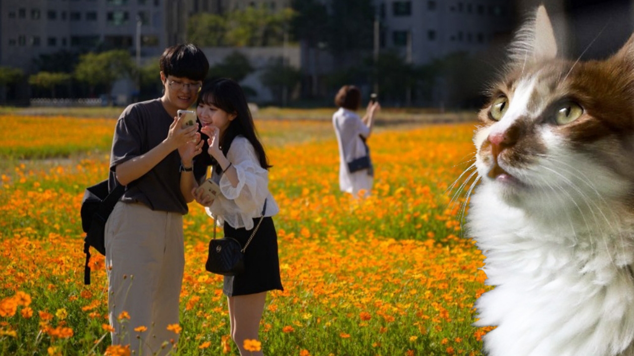 โกยาง เมืองสวรรค์ของทาสแมว จากเรื่องโจ๊กกลายมาเป็นจุดขาย