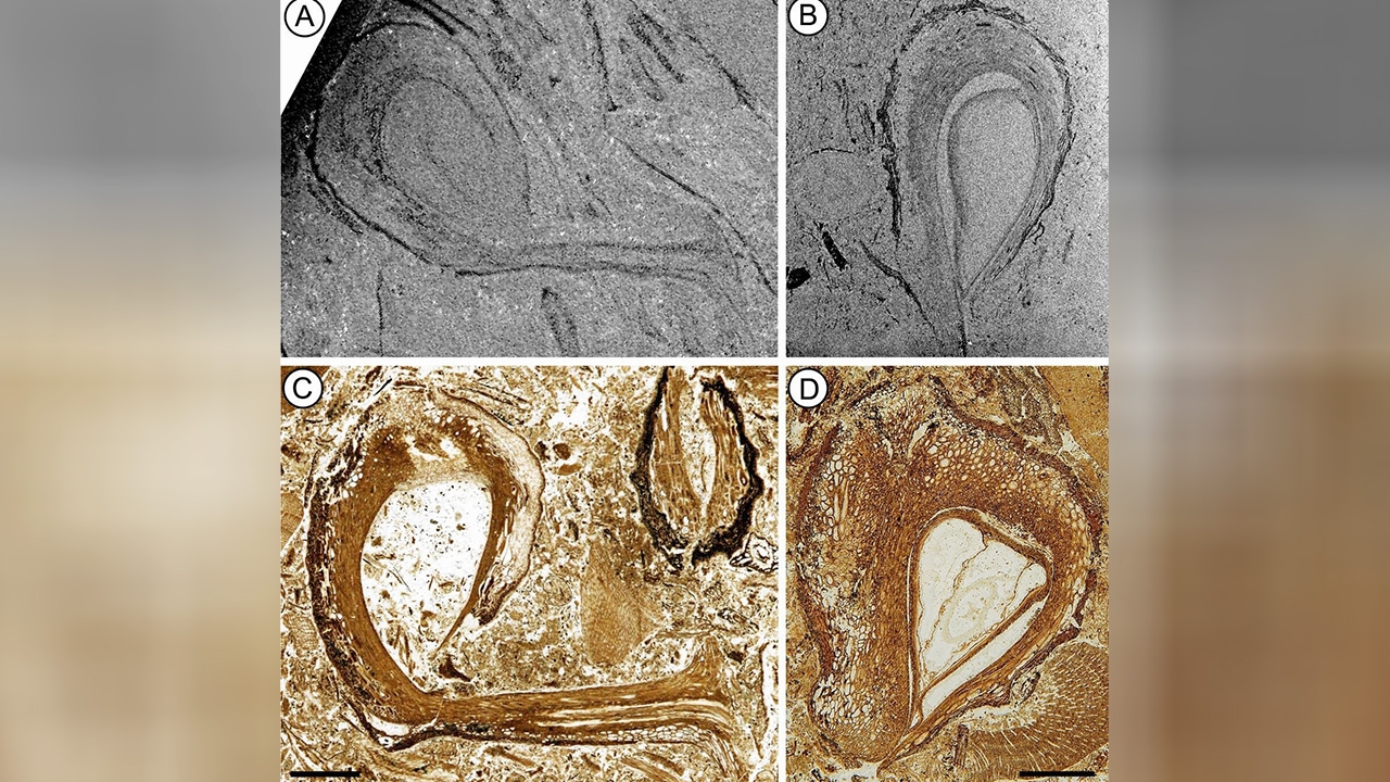 ฟอสซิลเมล็ดพันธุ์ยุคไดโนเสาร์ ให้ข้อมูลต้นกำเนิดพืชดอก