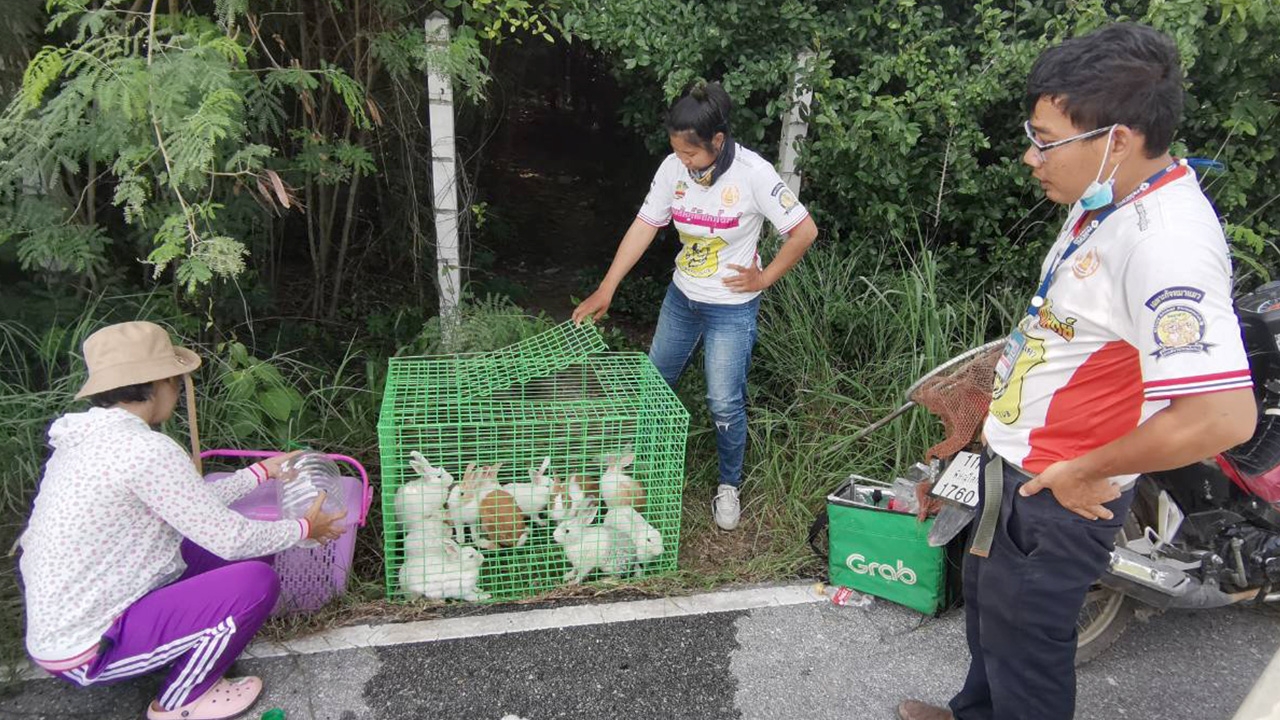 กู้ภัยรุดช่วยกระต่าย 15 ตัวถูกปล่อยทิ้งบ้านร้าง คาดโควิดทำคนเลี้ยงไม่ไหว