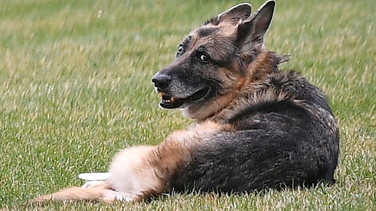 ครอบครัวไบเดนเศร้า “แชมป์” สุนัขหมายเลข 1 ของสหรัฐฯ ตายแล้ว