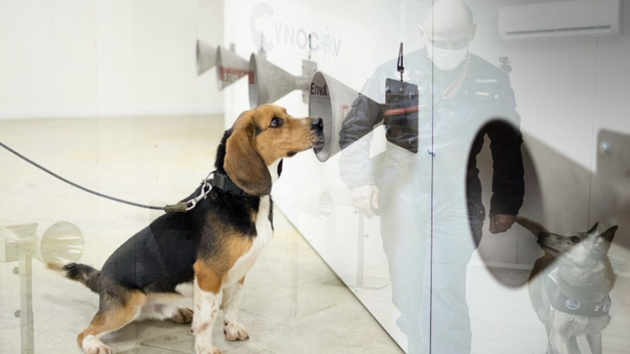  เจ้าตูบความหวังของมนุษยชาติ ช่วย จนท.ดมหาผู้ป่วยโควิด ทั่วโลกเร่งวิจัย