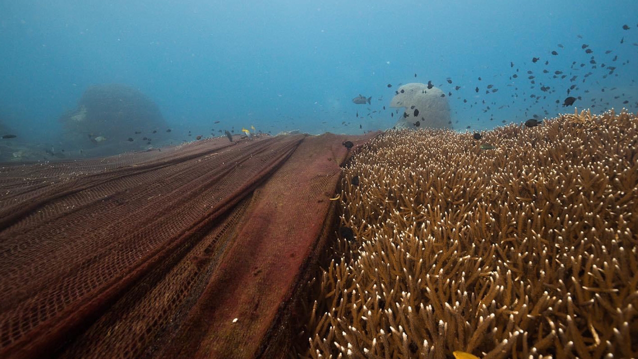 "ทช.-กองทัพเรือ" เคลียร์อวนยักษ์ติดปะการัง เกาะโลซิน หนักกว่า 800 กิโล