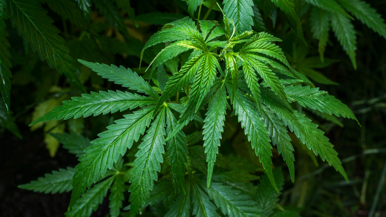 อย. ผ่อนผัน ไม่ต้องปลูกกัญชาในโรงปิด พร้อมปรับขั้นตอนการขออนุญาต